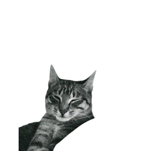 A Serene Black And White Portrait Of A Sleepy Tabby Cat Lying Down Indoors. 13843 - Cat PNG image with transparent background
